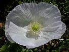 fotos de flores amapolas - foto de amapola blanca 5