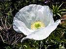 fotos de flores amapolas - foto de flor de amapola blanca 13