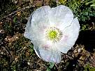 fotos de flores amapolas - foto de flor de amapola blanca 17