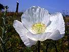 fotos de flores amapolas - foto de flor de amapola blanca 18