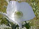 fotos de flores amapolas - foto de flor de amapola blanca 19