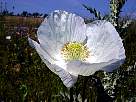 fotos de flores amapolas - foto de flor de amapola blanca 20