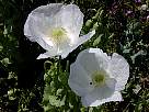 fotos de flores - foto de amapolas blancas 22