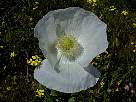 fotos de flores - foto de amapola blanca 26