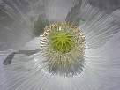 fotos de flores - foto de amapola blanca 29