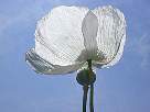 fotos de flores - foto de amapola blanca 34