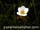 fotos de flores - flor blanca