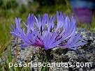 fotos de flores - centaurea