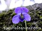 fotos de flores - flor violeta