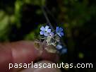 fotos de flores - flores min�sculas azules