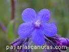 fotos de flores 2 - flor azul de lengua de buey