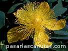 fotos de flores 2 - flor amarilla de hiperico decorativo