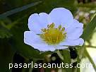 fotos de flores 2 - flor blanca de fresa