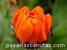 fotos de flores 3 - foto de flor de calendula cerrada