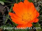 foto de flor - cal�ndula