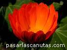 fotos de flores 3 - foto de flor de calendula