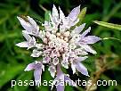fotos de flores 4 - foto de flor escabiosa
