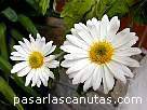 fotos de flores 4 - imagen de flores: margaritas