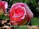 rosa Ophelia