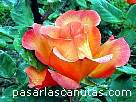 rosa Mu�ibar