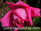 rosa