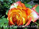 rosa048.JPG
