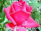 rosa071.JPG