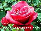rosa079.JPG