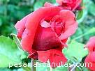 rosa080.JPG