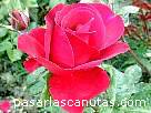 rosa082.JPG