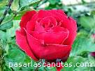 rosa085.JPG