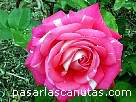 rosa094.JPG
