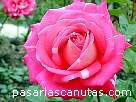 rosa095.JPG
