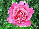 rosa136.JPG