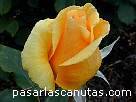 rosa amarilla Benita