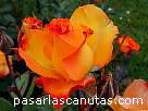 foto de rosa Bea de V. Mu�oz