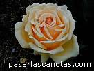 foto de rosa Valencia de Kordes - fotos flores rosas - 