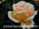 foto de rosa Valencia de Kordes 2 - fotos flores rosas -