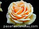 foto de rosa Valencia de Kordes 3 - fotos flores rosas -