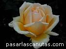 foto de rosa Valencia de Kordes 4 - fotos flores rosas -