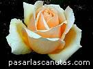 foto de rosa Valencia de Kordes 5 - fotos flores rosas -