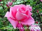 foto de rosa Audace de Bucbi - fotos flores rosas -