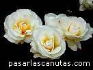 fotos de rosas Grand Nord de Delbard - fotos flores rosas -