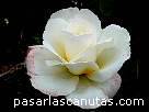 foto de rosa Grand Nord de Delbard 2 - fotos flores rosas -
