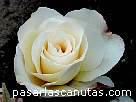 foto de rosa Grand Nord de Delbard 3 - fotos flores rosas -