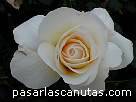 foto de rosa Grand Nord de Delbard 4 - fotos flores rosas -