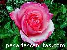 foto de rosa Florina Pita-Romero de A. Meilland - fotos flores rosas -