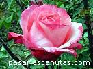 foto de rosa Florina Pita-Romero de A. Meilland 2 - fotos flores rosas -