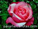 foto de rosa Florina Pita-Romero de A. Meilland 3 - fotos flores rosas -