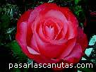 foto de rosa Florina Pita-Romero de A. Meilland 4 - fotos flores rosas -